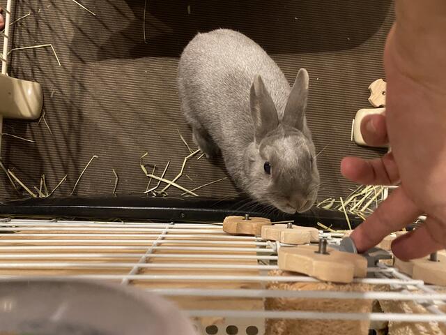 ウサギ日記 ウサコッツ飼育日記