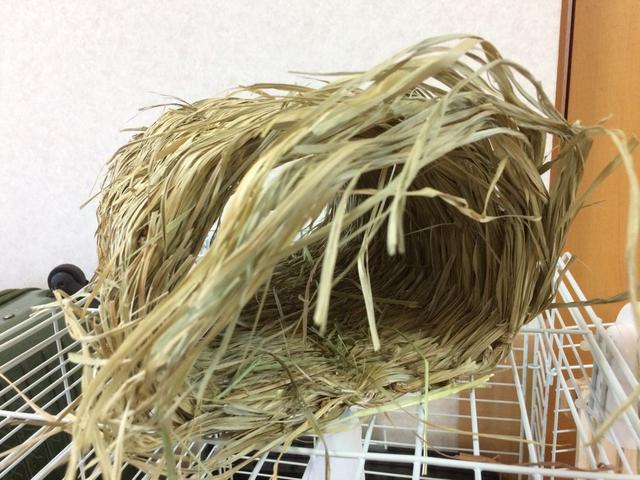 壊されるトンネルハウスと うさぎの穴掘りぐせ ネザーランドドワーフ 生後３ヶ月 ウサコッツ飼育日記