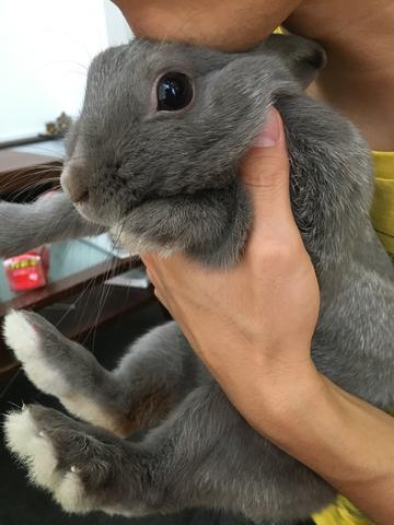 うさぎのしつけテクニック 顎のせ ウサコッツ飼育日記