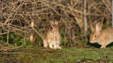 ウサギに急速に広まるウィルス感染　-ウサギ出血病-