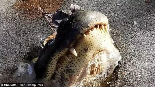 冬眠状態のワニ 氷から鼻だけ出して息をする ウサコッツ飼育日記 冬眠状態のワニ 氷から鼻だけ出して息をする ウサコッツ飼育日記