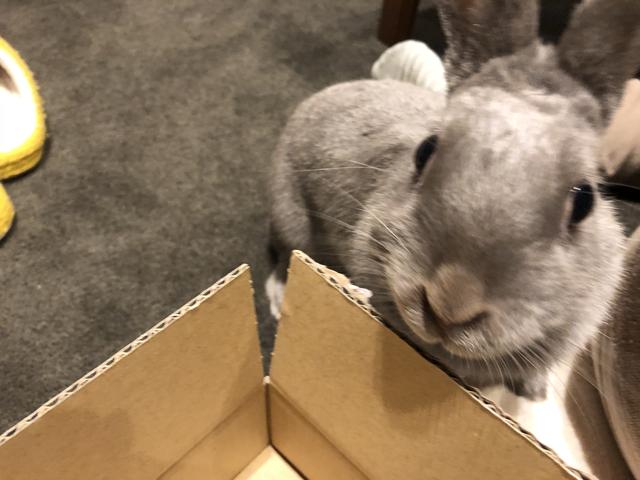 うさぎの縄張りの主張 顎をすりつける行為 ウサコッツ飼育日記 うさぎの縄張りの主張 顎をすりつける行為 ウサコッツ飼育日記