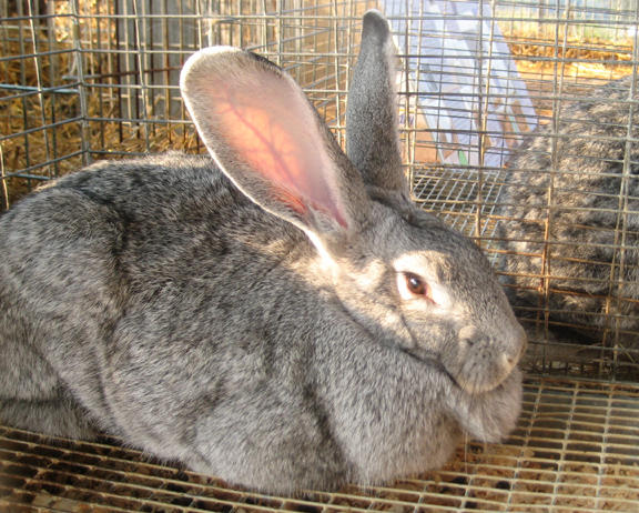 Arba公認品種 No 15 ジャイアントチンチラ Giant Chinchilla ウサコッツ飼育日記 Arba公認品種 No 15 ジャイアントチンチラ Giant Chinchilla ウサコッツ飼育日記