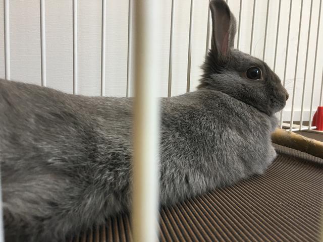 緊急速報 ウサギにとって過酷な夏がやってきた ウサコッツ飼育日記