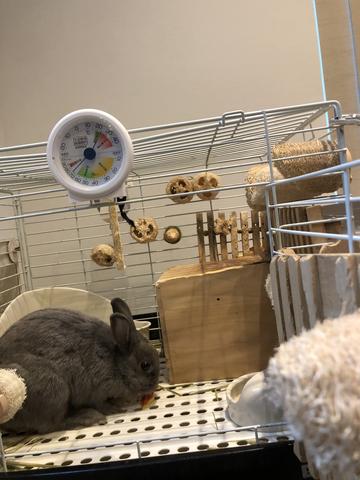 ウサコッツに マンゴーのおすそ分け ウサコッツ飼育日記 ウサコッツに マンゴーのおすそ分け ウサコッツ飼育日記