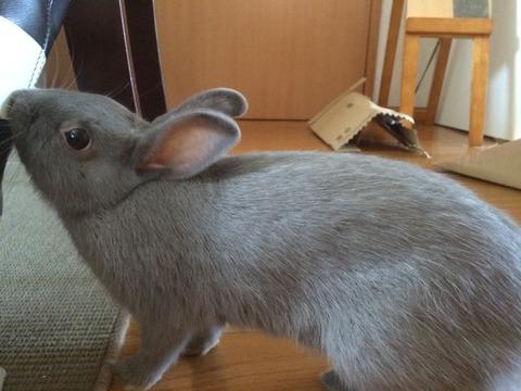 高齢ウサギの介護のニュースをみつけました ウサコッツ飼育日記 高齢ウサギの介護のニュースをみつけました ウサコッツ飼育日記