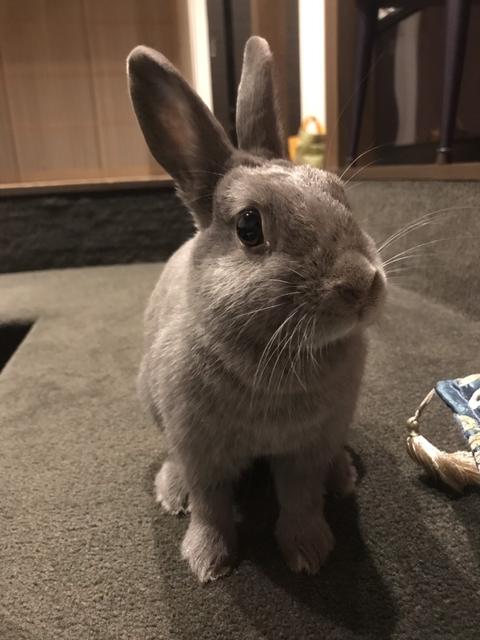 ウサコッツと十五夜 ウサコッツ飼育日記 ウサコッツと十五夜 ウサコッツ飼育日記