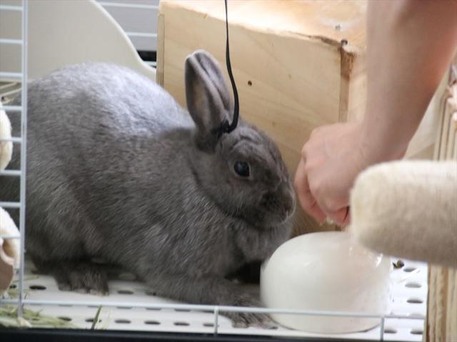 バナナが好きなウサコッツ ウサコッツ飼育日記