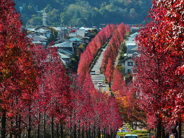 我が家の庭に勝手に生えてくる木の正体 モミジバフウ ウサコッツ飼育日記