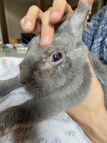 ウサコッツ 少し腫瘍まわり改善してくる 破裂後 10日後の様子 ウサコッツ飼育日記 ウサコッツ 少し腫瘍まわり改善してくる 破裂後 10日後の様子 ウサコッツ飼育日記