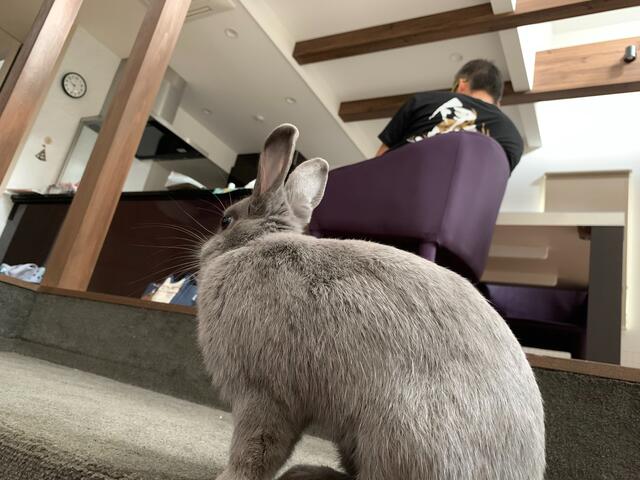 遊んでもらえなくって脱走するウサコッツ ウサコッツ飼育日記