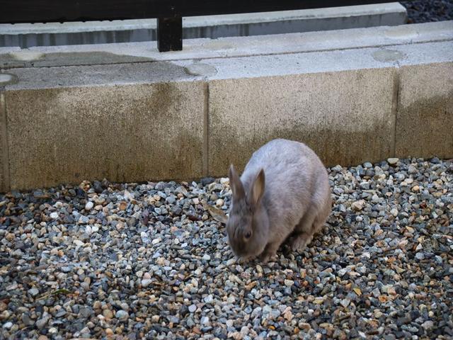 ウサギの習性を利用した 放し飼いの試み ウサコッツ飼育日記