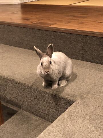 うさぎの首の腫瘍と 抗生物質の投与記録 ウサコッツ飼育日記 うさぎの首の腫瘍と 抗生物質の投与記録 ウサコッツ飼育日記
