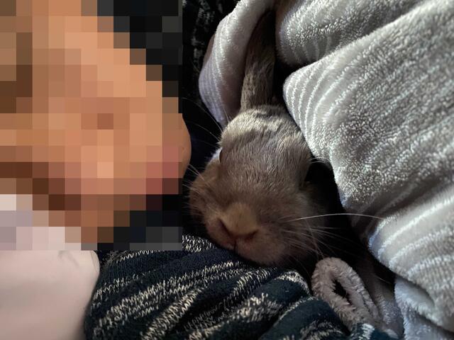 布団で寝るウサギ ウサコッツ飼育日記