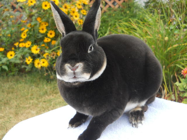 Arba公認品種 No 33 ミニレッキス Mini Rex ウサコッツ飼育日記 Arba公認品種 No 33 ミニレッキス Mini Rex ウサコッツ飼育日記