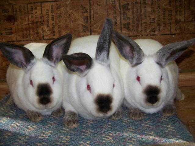 ウサギ知識 ウサコッツ飼育日記