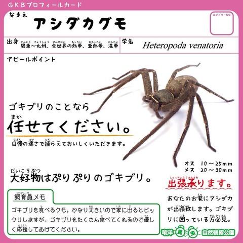 家の守り神の益虫たち ウサコッツ飼育日記