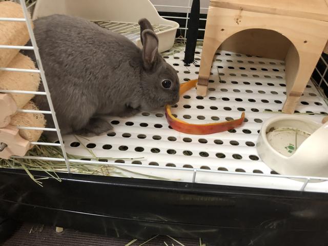 ウサコッツと マンゴーと ウサコッツ飼育日記