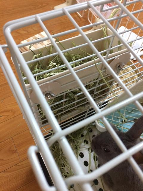 牧草フィーダーを変更しました ウサコッツ飼育日記 牧草フィーダーを変更しました ウサコッツ飼育日記