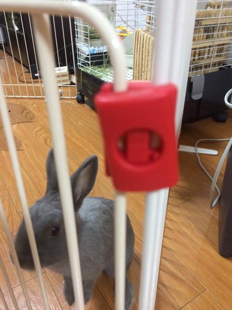 ウサコッツの脱走防止策 ウサコッツ飼育日記