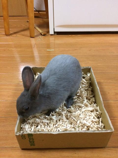 ウッドチップ ウサコッツ飼育日記