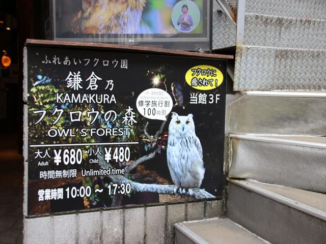 鎌倉で見たフクロウ ウサコッツ飼育日記 鎌倉で見たフクロウ ウサコッツ飼育日記