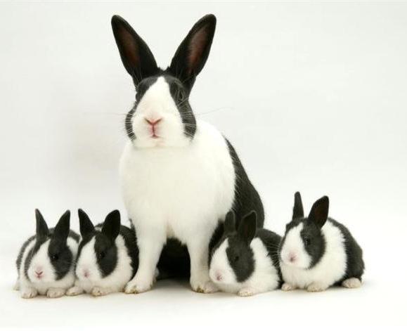 Arba公認品種 No 19 ダッチ Dutch ウサコッツ飼育日記 Arba公認品種 No 19 ダッチ Dutch ウサコッツ飼育日記