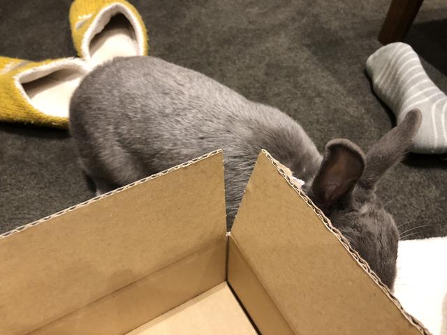 うさぎの縄張りの主張 顎をすりつける行為 ウサコッツ飼育日記 うさぎの縄張りの主張 顎をすりつける行為 ウサコッツ飼育日記
