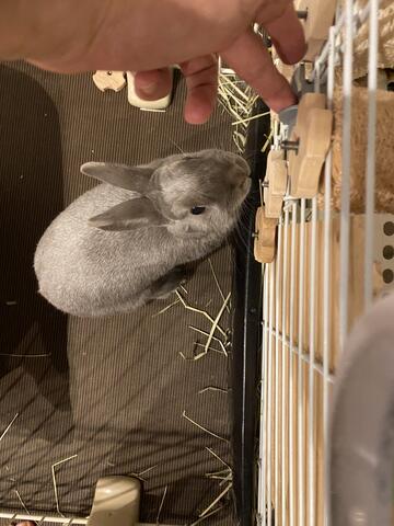 病気はすれども食欲は落ちていないウサコッツ ウサコッツ飼育日記