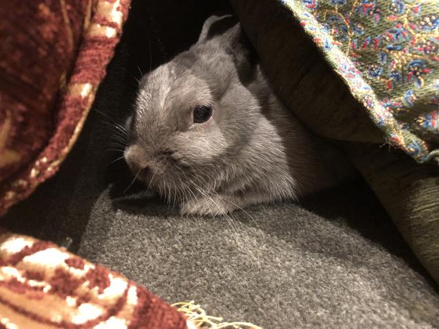 ウサコッツにかまれない触り方 ウサコッツ飼育日記 ウサコッツにかまれない触り方 ウサコッツ飼育日記