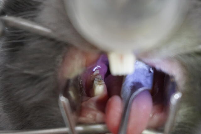 ウサコッツ、頭蓋骨を奥歯が貫く : ウサコッツ飼育日記