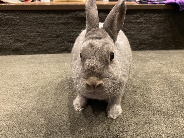 ウサコッツとリビングで遊ぶ ウサコッツ飼育日記 ウサコッツとリビングで遊ぶ ウサコッツ飼育日記