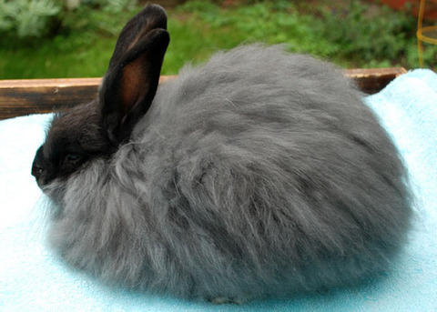 French Angora