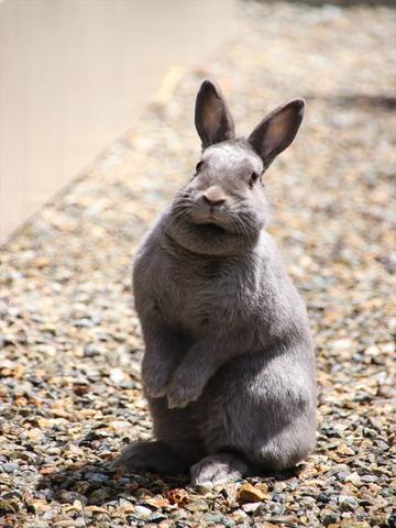 Arba公認品種 No 35 ネザーランドドワーフ Netherland Dwarf ウサコッツ飼育日記 Arba公認品種 No 35 ネザーランドドワーフ Netherland Dwarf ウサコッツ飼育日記