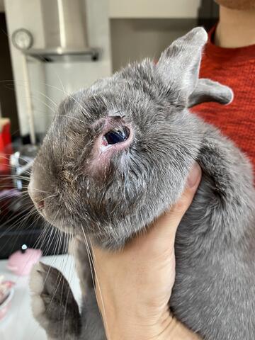 ウサコッツの膿瘍 破裂 そして大惨事に ウサコッツ飼育日記