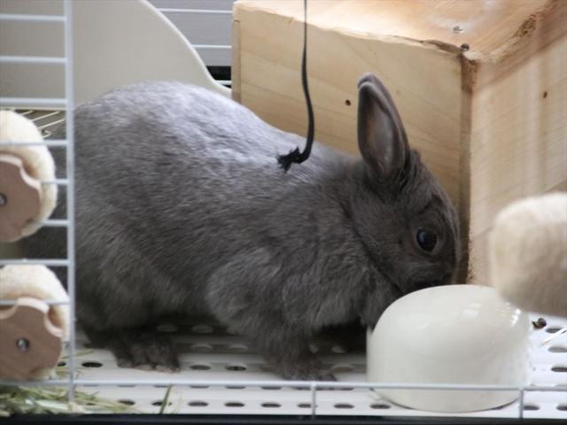 バナナが好きなウサコッツ ウサコッツ飼育日記