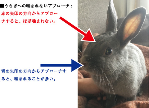 うさぎの死角