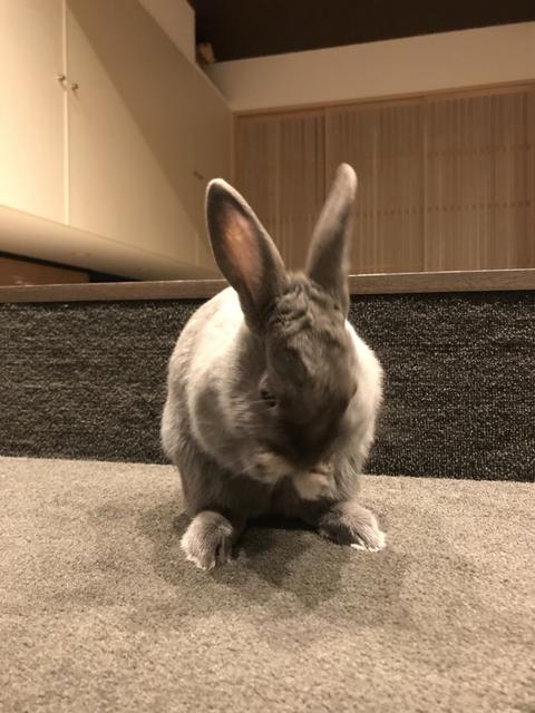 顔を洗うウサコッツ ウサコッツ飼育日記 顔を洗うウサコッツ ウサコッツ飼育日記