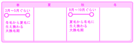 抜け毛が多くなってきたウサコッツ　-そろそろ換毛期？-