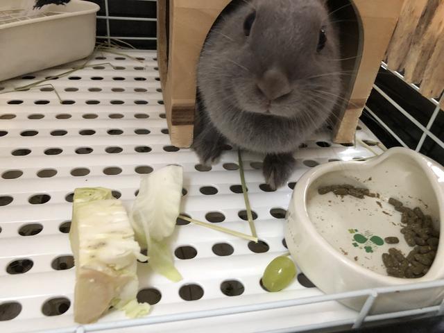威嚇するウサコッツ ウサコッツ飼育日記 威嚇するウサコッツ ウサコッツ飼育日記
