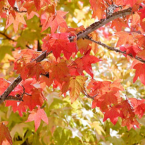 我が家の庭に勝手に生えてくる木の正体 モミジバフウ ウサコッツ飼育日記