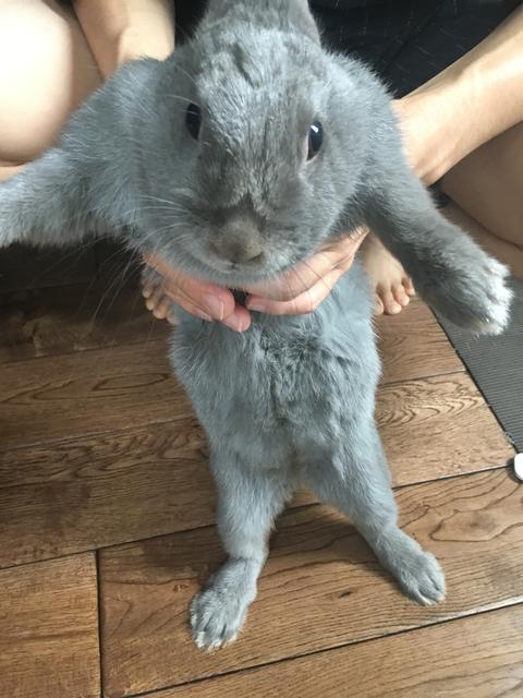 ウサコッツの抜け毛と換毛期 ウサコッツ飼育日記