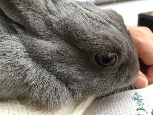 手をなめるウサコッツ ウサコッツ飼育日記 手をなめるウサコッツ ウサコッツ飼育日記