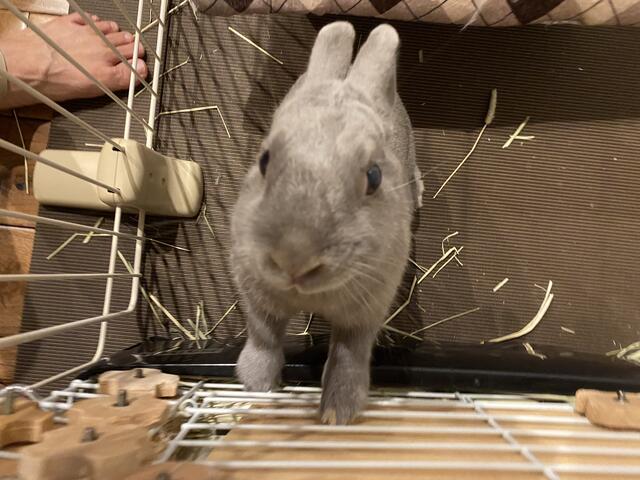 餌もらえる直前 凶暴になるウサコッツ ウサコッツ飼育日記 餌もらえる直前 凶暴になるウサコッツ ウサコッツ飼育日記