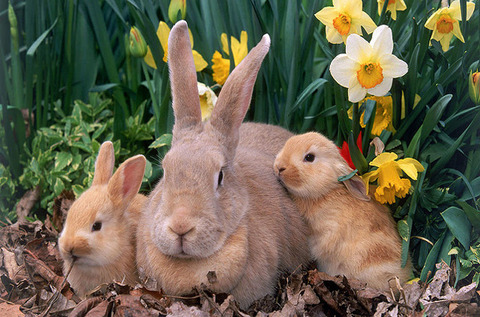 palomino-rabbit