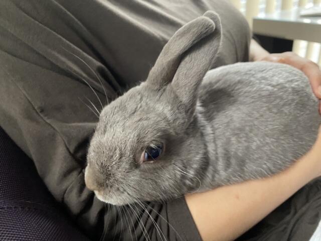 ウサコッツの瞬膜 まだでています ウサコッツ飼育日記 ウサコッツの瞬膜 まだでています ウサコッツ飼育日記