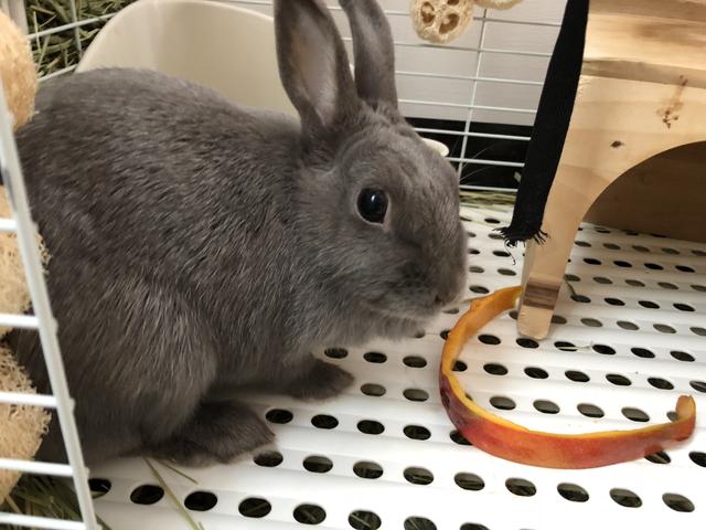 ウサコッツと マンゴーと ウサコッツ飼育日記
