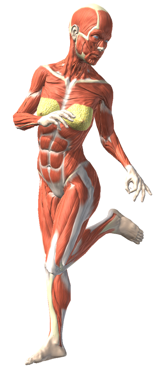 イラスト描きをはじめました 初心者向けの使える情報 書籍など まとめ ウサコッツ飼育日記