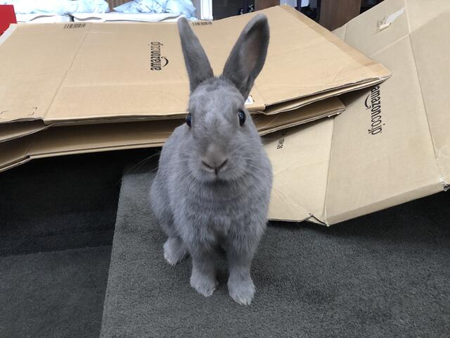 ウサコッツの首に腫瘍のようなものを発見 ウサコッツ飼育日記