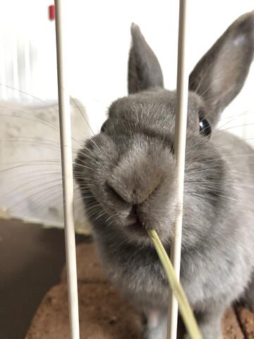 うさぎの咀嚼シーン ウサコッツ飼育日記 うさぎの咀嚼シーン ウサコッツ飼育日記